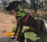 1/4 CHEST PLATE~ PRE ORDER