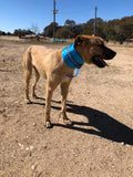 NECK COLLARS- 2-3 weeks wait